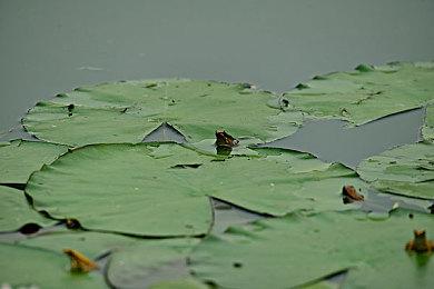 米哈游《崩坏3》今日正式上线Steam 推荐配置1060显卡